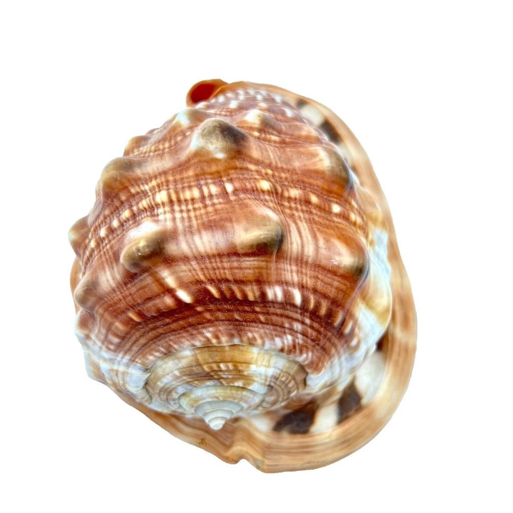 CASSIS RUFA Seashell Helmet Red Bull Mouth Cameo Conch 5.5" Coastal Gradma Beach - Picture 7 of 7